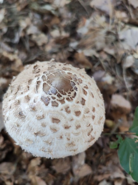 Macrolepiota procera