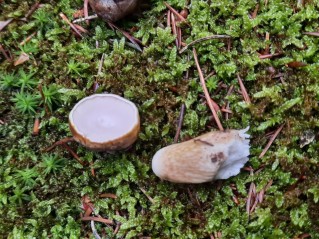 Tylopilus felleus