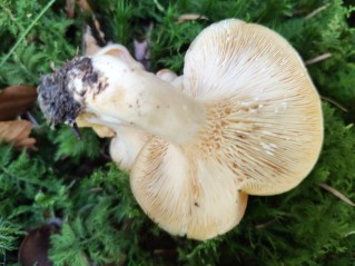 Lactarius illyricus