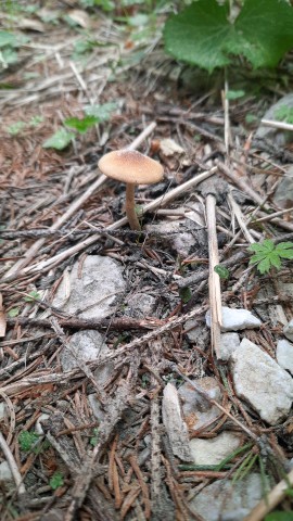 Conocybe aporos