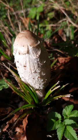 Coprinus comatus