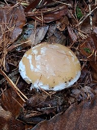 Amanita gemmata