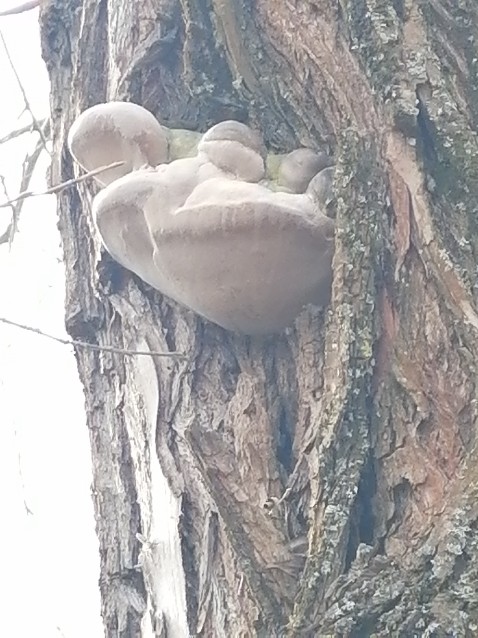 Phellinus igniarius