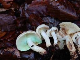 Pholiota elegans