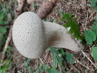 Lycoperdon excipuliforme