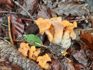 Cantharellus ianthinoxanthus