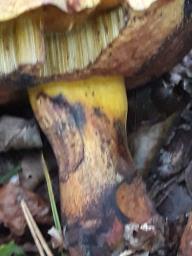 Neoboletus xanthopus