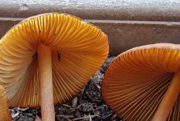 Conocybe aurea