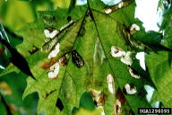 Phyllonorycter platani