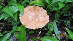 Polyporus tuberaster