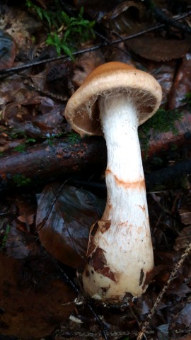 Cortinarius armillatus