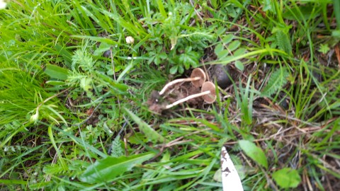 Agrocybe pediades