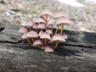 Mycena renati