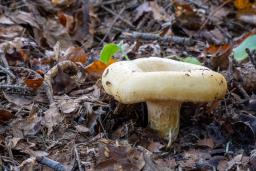 Lactarius scrobiculatus