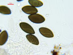 Oligostoma insidiosum