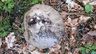 Amanita excelsa