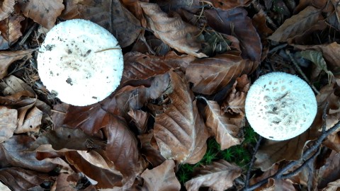 Amanita citrina