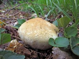 Lycoperdon lividum
