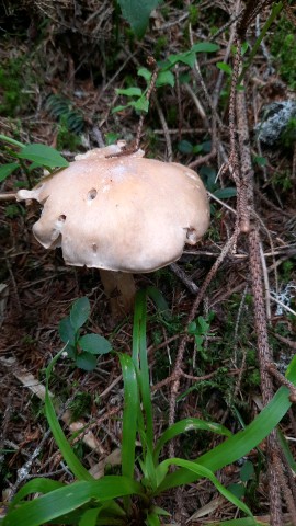 Cortinarius caperatus