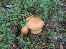 Cortinarius caperatus