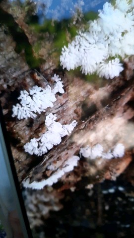 Ceratiomyxa fruticulosa