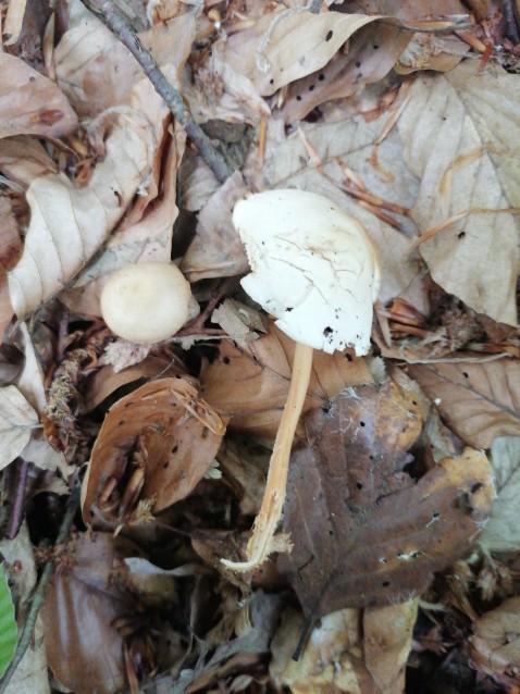 Gymnopus dryophilus