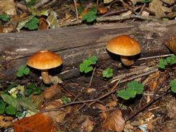 Gymnopilus sapineus