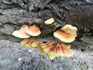 Laetiporus sulphureus