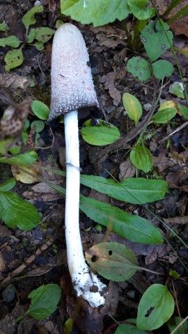 Coprinus comatus