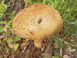 Amanita rubescens
