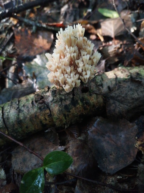 Artomyces pyxidatus