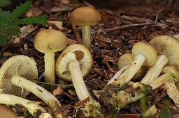 Agrocybe praecox