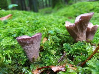 Gomphus clavatus