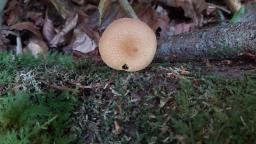 Tricholomopsis decora