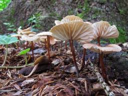 Mycetinis scorodonius