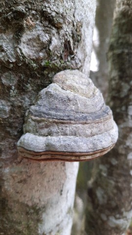 Fomes fomentarius