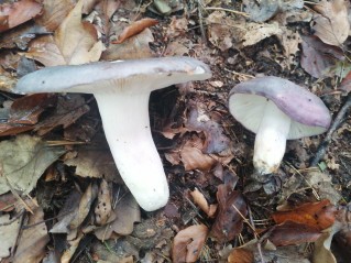 Russula cyanoxantha