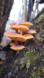 Flammulina velutipes