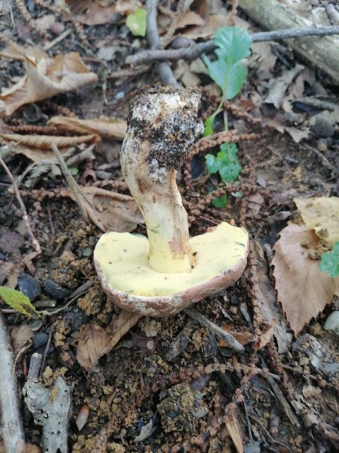 Xerocomus subtomentosus