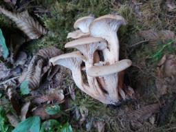 Lentinellus inolens