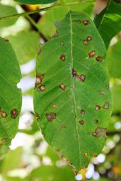 Ophiognomonia leptostyla