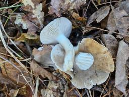 Hygrophorus agathosmus