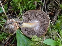 Agaricus semotus