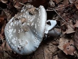 Amanita excelsa