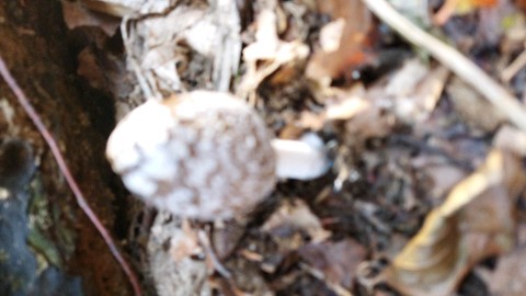 Coprinopsis picacea