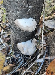 Trametes suaveolens