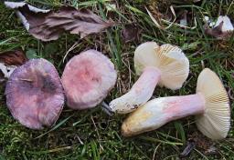 Russula amoena