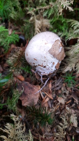 Clathrus archeri