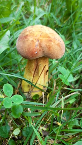 Suillellus luridus