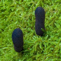 Xylaria longipes